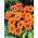 Gazania, Mittagsgold "Orange mit Ring"