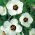 Flor de una hora; hibisco de vejiga, cetmia de vejiga, hierba de vejiga, flor de la hora, modestia, puarangi, shoofly, malva de Venecia - 