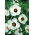 Flor de una hora; hibisco de vejiga, cetmia de vejiga, hierba de vejiga, flor de la hora, modestia, puarangi, shoofly, malva de Venecia - 