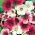 Mallow-wort - variëteit mix; jaarlijkse malope, maloppi, paarse Spaanse kaasjeskruid - 