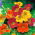 Garden nasturtium "Jewel of Africa" - decorative leaves; Indian cress, monks cress