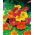 Garden nasturtium "Jewel of Africa" - decorative leaves; Indian cress, monks cress