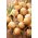 Onion "Cordia F1" - medium late variety