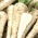 Pastinaga "Lech" - 