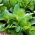 Cornsalad "Verte a coeur plein"; common cornsalad, lamb's lettuce, mâche, fetticus, feldsalat, nut lettuce, field salad,  rapunzel