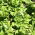 Lechuga "Ismina" - una variedad temprana, verde claro y deliciosa - 