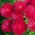 Aster enano "Jeżyk" - rojo brillante - 