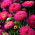 Duchess aster "Shine" - tall-growing, raspberry-pink variety