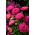 Duchess aster "Shine" - tall-growing, raspberry-pink variety