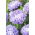 Pfingstrosen-Aster Mirage - hoch, blau mit einem hellvioletten Farbton - 