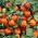 Blaaskers - decoratieve rode klokken; Chinese lantaarn, Japans-lantaarn, aardbeien, winterkers - 