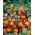 Blaaskers - decoratieve rode klokken; Chinese lantaarn, Japans-lantaarn, aardbeien, winterkers - 