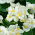 Begonia "Barbara" - ständigt blommande, vit, grönbladig sort - 