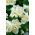 Begonia "Barbara" - ständigt blommande, vit, grönbladig sort - 