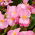 Begonia "Papillon Rose" - mindig virágzó, halvány rózsaszínű, zöldlevelű fajta - 