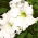 Tuinpetunia "Lace Veil (Lace Veil)" - wit - 
