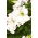 Tuinpetunia "Lace Veil (Lace Veil)" - wit - 