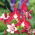 Columbine Crimson Star zaden - Aquilegia coerulea - 900 zaden - Aquilegia caerulea ‘Crimson Star'