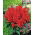 Sauge rouge - rouge - 140 graines - Salvia splendens