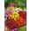 Dahlia nain "Miniature" - mélange de variétés - 