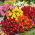 Dahlia nain "Miniature" - mélange de variétés - 