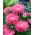Dverg aster "Polo" - blekrosa - 