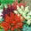 Salvia escarlata - variada - 84 semillas - Salvia splendens