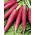 Radish 'Candela Di Fuoco' - elongated, sharply pointed roots