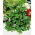 Su teresi - 400 tohum - Nasturtium officinale W. T. Aiton - tohumlar