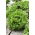 Crisp salata "Regina Dei Ghiacci" 4 - 475 sjemenki - Lactuca sativa L.  - sjemenke