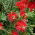 Lampepudser - Callistemon citrinus - frø