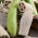 Svampgurka - Luffa cylindrica - Odla dina egna miljövänliga naturliga tvättsvampar - Färska frön