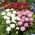 Inggris biji campuran Daisy - Bellis perennis - 690 biji