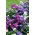 Michaelmas daisy, New England semi Aster - Aster-Inghilterra - 42 semi - Aster novae-angliae & Aster novi-belgii