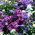 Michaelmas daisy, New England semi Aster - Aster-Inghilterra - 42 semi - Aster novae-angliae & Aster novi-belgii
