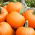 BIO Squash "Jack O 'Lantern" - gecertificeerde biologische zaden - 
