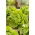 Field butterhead lettuce "Attractie" - 855 seeds