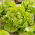 Field butterhead lettuce "Attractie" - 855 seeds