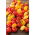 Tomate cherry - amestec de culori - Aspect de curcubeu, cu gust dulce - Semințe proaspete