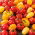 Tomate cherry - amestec de culori - Aspect de curcubeu, cu gust dulce - Semințe proaspete