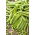 Pea - Sześciotygodniowy - 1 kg - Early-Maturing, Disease-Resistant Variety - Fresh Seeds