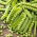 Pea - Sześciotygodniowy - 1 kg - Early-Maturing, Disease-Resistant Variety - Fresh Seeds