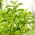 Stevia semená - Stevia rebaudiana - 30 semien