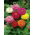 Zinnia - Dahlia-flowered - Mixed - Zinnia elegans - Bold Blooms, Stunning Floral Displays - Fresh Seeds