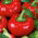 Paprika - Dumas - Capsicum L. - seemned