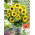Solros - Polino Cola - Helianthus annuus - Perfekt för krukor, planteringar och små utrymmen - Färska frön