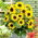 Solros - Polino Cola - Helianthus annuus - Perfekt för krukor, planteringar och små utrymmen - Färska frön