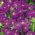 Verbena de jardim - roxa; verbena de jardim - 