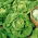 Zimný hlávkový šalát "Humil" - 900 semien - Lactuca sativa L. var. Capitata - semená