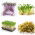 Semi per germogli - set speziato -  Eruca stiva, Lepidium sativum, Raphanus sativus, ,Brasica oleracea conv. Capitata var.rubra